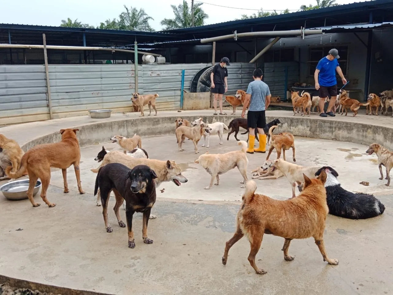Dogs at animal shelter