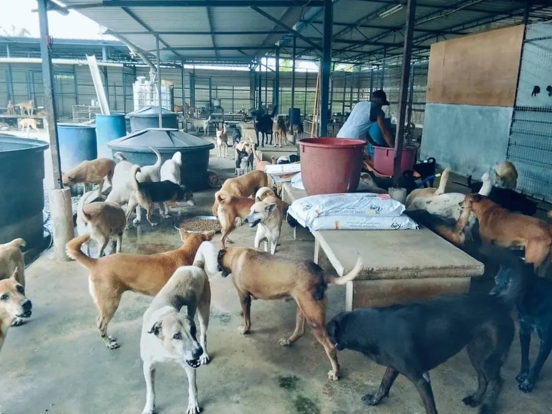 Animal shelter